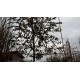quercus ilex steeneik wintergroen grijsbladig groenblijvend en blad houdend leiboom leisteeneik lei eik  leisteeneik