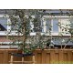 Olijfwilg als leiboom, Elaeagnus-Ebbingei, groenblijvend