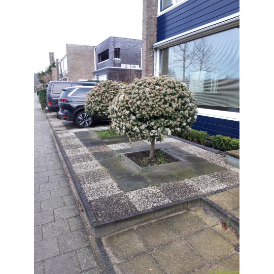 viburnum tinus op stam