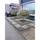 viburnum-tinus-op-stam-groenblijvend
