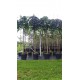 ulmus-camperdownii-prieel-iep-treuriep