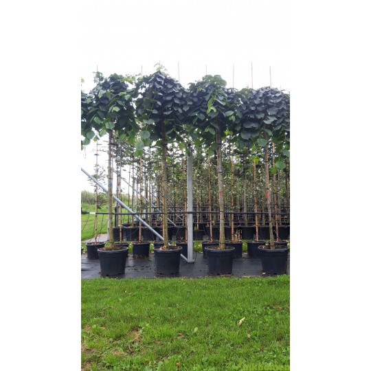 ulmus-camperdownii-prieel-iep-treuriep