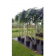 ulmus-camperdownii-prieel-iep-treuriep