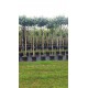 liquidambar styraciflua gum ball