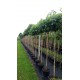 Liquidambar Styraciflua Gum Ball ,Amberboom bolvorm