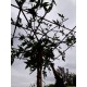 Dakliquidambar, 