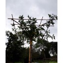 Dakliquidambar, 