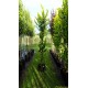 Ulmus hollandica Wredei, goudiep