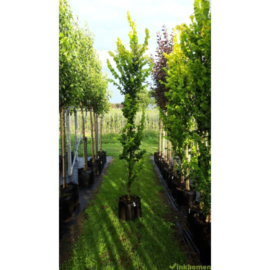 Ulmus hollandica Wredei, goudiep