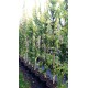 Ulmus hollandica Wredei, goudiep