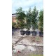 portugese-laurier-prunus-lusitanica-angustifolia-bladhouden-haaglanten