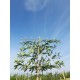 Leilaurier, Prunus Caucasica
