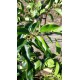 Portugese Laurier leiboom, Prunus Lusitanica Angustifolia