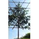 Portugese Laurier leiboom, Prunus Lusitanica Angustifolia