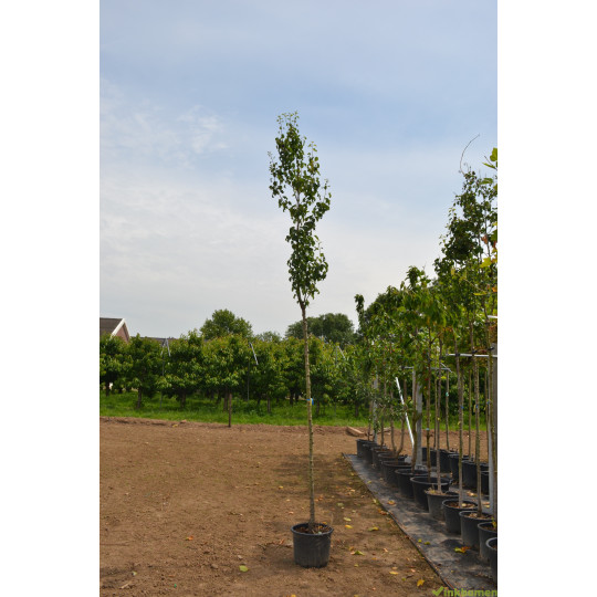 conference perenboom