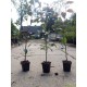 Rode beukenhaag, Fagus sylvatica atropunicea