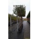 Leiphotinia, lei-glansmispel