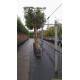 glansmispel als leiboom