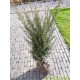 Taxus Baccata 60-80