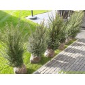Taxus Baccata haag