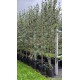 Pyrus salicifolia Pendula