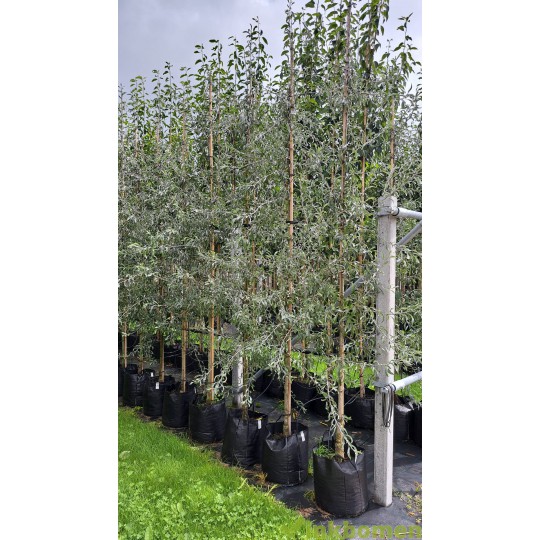 Pyrus salicifolia Pendula