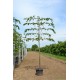 Leilinde Tilia europea pallida - koningslinde - leilindes makkelijk online kopen