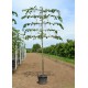 Leilinde Tilia europea pallida - koningslinde - leilindes makkelijk online kopen