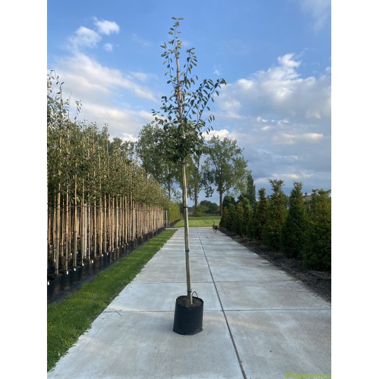 Amelanchier lamarckii, krentenboom in boomvorm