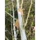 Betula Utilis Doorenbos, Witte berk
