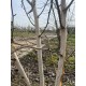 Betula Utilis Doorenbos, Witte berk