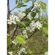 Pyrus calleryana Chanticleer, leisierpeer