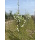 Sierpeer, Pyrus cal. Chanticleer