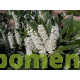 Laurierkers bloemen