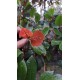 Glansmispel blad