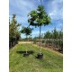 Liquidambar Gum Ball