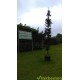 Acer platanoides Crimson Sentry, Noorse esdoorn