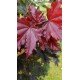 Acer platanoides Crimson Sentry, Noorse esdoorn