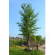 Groene beuk, Fagus Sylvatica