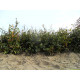 Fagus sylvatica haag