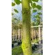 Tilia europea Pallida, Koningslinde