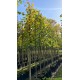 Tilia europea Pallida, Koningslinde