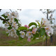Leisierappel, Malus red Sentinel