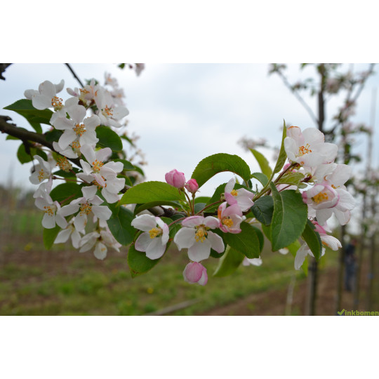 Leisierappel, Malus red Sentinel