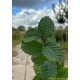 Carpinus betulus Lucas, zuilhaagbeuk