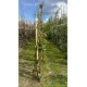 Fagus Sylvatica Pendula, Groene treurbeuk