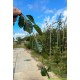 Fagus Sylvatica Pendula, Groene treurbeuk