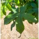 Liquidambar Gum Ball