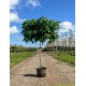 liquidambar styraciflua gum ball