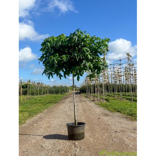 liquidambar styraciflua gum ball
